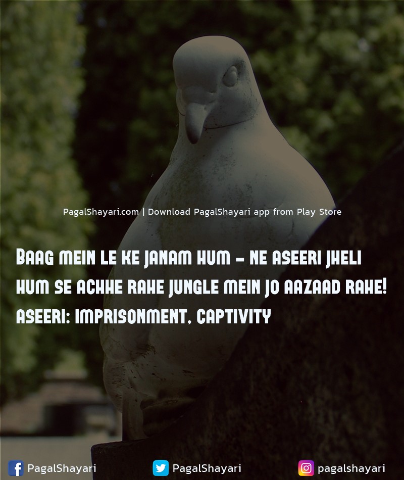 Baag mein le ke janam hum - ne aseeri jheli